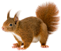 “squirrel png”的图片搜索结果