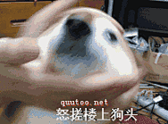 啊哈狗头表情包_百度图片搜索