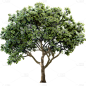 植物通用实景树元素素材