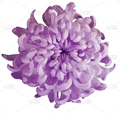 菊花粉红色的花孤立与修剪路径在一个白色的背景。美丽的菊花，粉红色的中心。