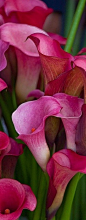 Calla Lilies   马蹄莲    花语：马不停蹄的爱