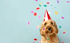 点击来源直接获取大图文件 |Cute dog celebrating at a birthday party