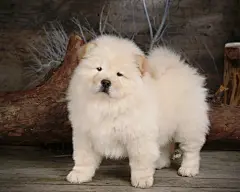 可爱的松狮犬狗狗壁纸桌面壁纸2