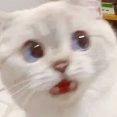 一组喵星人友情提供的表情包 ​​​​