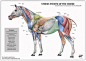 Equine stress points for massage and acupressure #massagetherapy