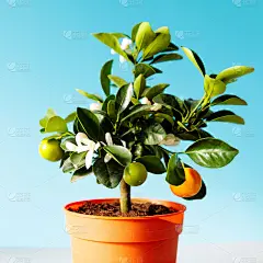 室内植物Citrus calamonin被阳光照亮在蓝色的背景，近。家庭园艺