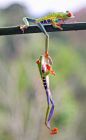 Red-eyed tree frogs Adrena Volcano National Park in Costa RicaOne climbs up the leg of another to get a hold on the branch, after he slipped off. 
(Image Nicolas Reusens)