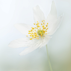 云上游采集到花卉素材