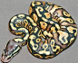 嘚嘚的相册-大蟒蛇啊大蟒蛇