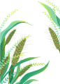 麦子草