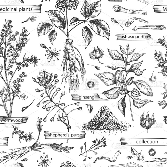 绘画插图,四方连续纹样,草药,艾菊,矢量...