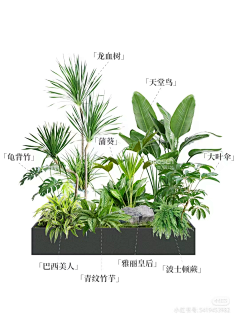 fchm1986采集到植物搭配