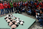 2013中国保护大熊猫研究中心熊猫宝宝集体亮相【5】