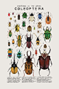 sosuperawesome: Animal Species Illustration... / millenium falcon : sosuperawesome:
“Animal Species Illustration Posters by Kelsey Oseid on Etsy
More like this
”
Favorite post ever.
