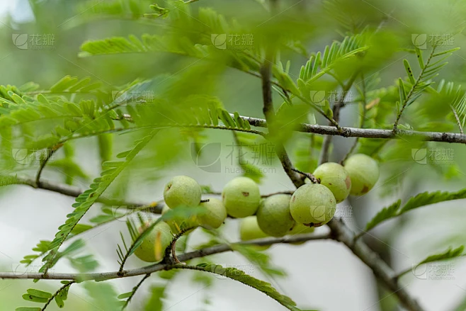 余甘子(emlanthus emblica, Malacca tree, Indian gooseb素材-花瓣网