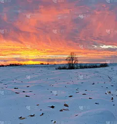落在雪上的落叶，落在落寞的树上。