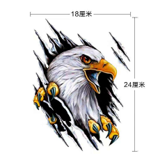 ≡*緈諨采集到鹰