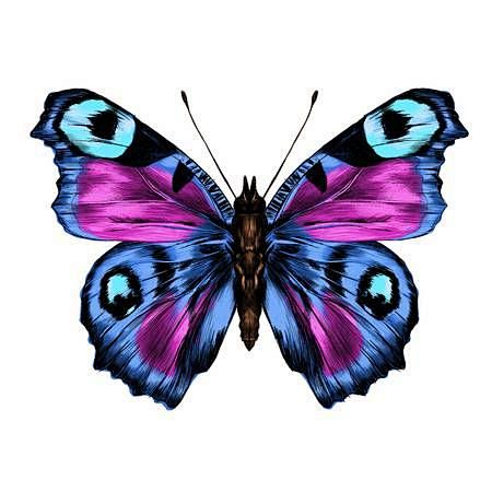 Purple butterfly wit...