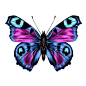 Purple butterfly with open wings top view, the symmetrical drawing, graphics, sketch, vector, color image, wings violet and blue colors.