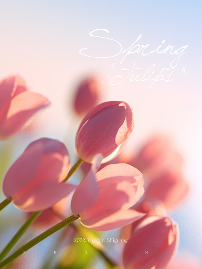 Tulip 项目 | Behance 上...