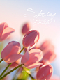 Tulip 项目 | Behance 上的照片、视频、徽标、插图和品牌