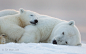 Photograph Goodnite Polar Bears by Tin Man on 500px
CameraCanon 1DX
LensCanon 600mm II
Shutter Speed1/800 secs
Aperturef/5.6
ISO/Film1600