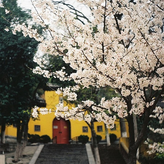 南京丨鸡鸣寺樱花       每年3月下...