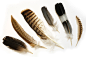 精美动物羽毛样式高清图片 - 素材中国16素材网