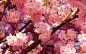 #spring, #flowers, #cherry blossoms | Wallpaper No. 170630 - wallhaven.cc