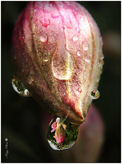 叶之词采集到花语