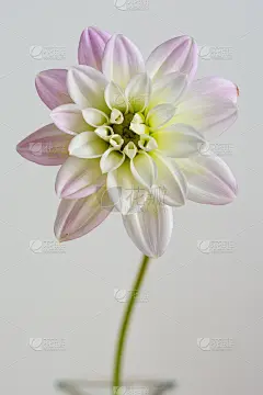 白色背景上的粉红色可爱的花