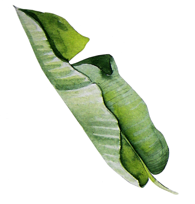 叶子PNG