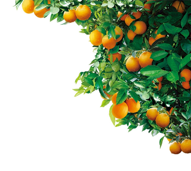 橘子