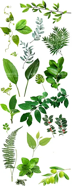 绿叶  - 源文件下载【酷图网】绿叶,绿叶装饰,绿叶插画,绿叶图案,绿叶海报,绿叶花边,绿叶图标