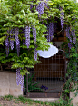 #庭院# #花园#  灬铃兰灬 采集
Wisteria