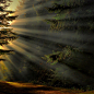 Nature / Sun Ray Forest, Oregon photo via findfresh