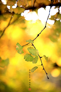 深海里的大菠萝~采集到场景图