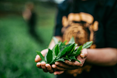 COCOXUHONG采集到茶