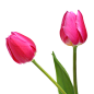 花枝花草免抠PNG图片素材（第⑤集)