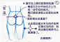 【绘画教材】女生腰部的学习教材1，P站作者：ゼロ（ぬんぬ） 翻译：月影翼 ，SAI相关绘画教程戳这里O网页链接