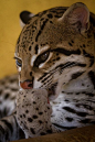 Ocelot