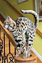Top 5 Most Expensive Cats in the World #喵星人#