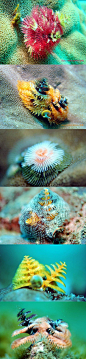 旋鳃虫为管栖性，以微孔珊瑚(Porites sp.)为主要栖所。生活于珊瑚礁上的旋鳃虫常将身体最前端的鳃冠伸展开来，鳃冠收缩入管後，可见管口，管口背面有一突出的小尖棘。栖管则深埋在珊瑚群体中。