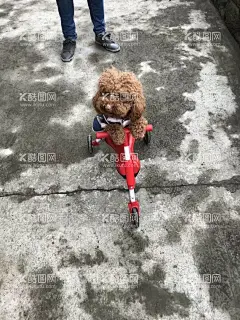 泰迪  - 源文件下载【酷图网】泰迪狗,狗狗骑车,狗狗穿衣服,狗狗骑三轮车,会骑车的狗