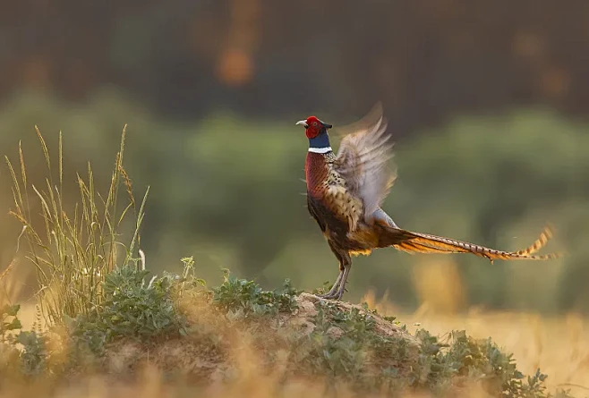 晨舞（环颈雉）照片下载