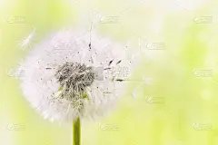 蓬松的蒲公英花与飞行的羽毛在阳光散焦的背景。美丽的春天或夏天的自然景色。