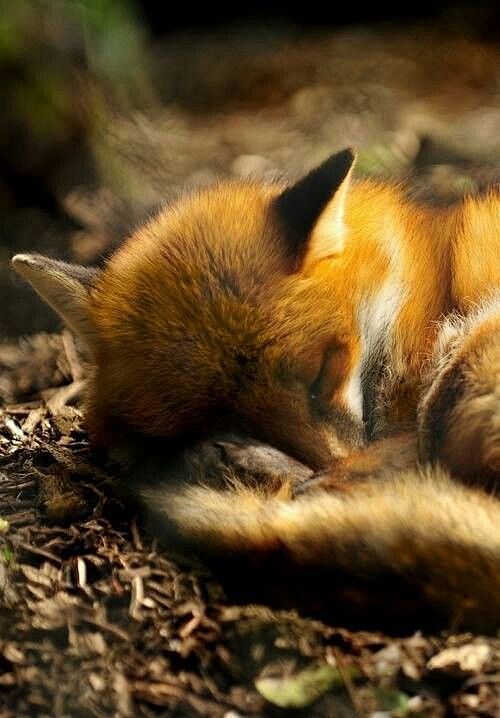 .sweet precious fox