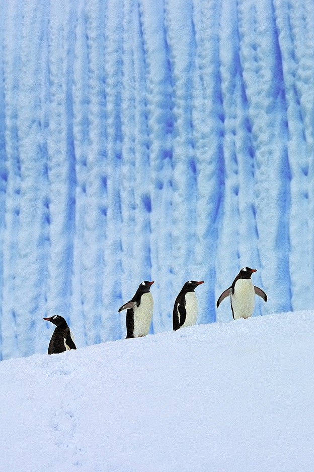 在冰的巴布亚企鹅