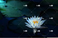 荷花 花卉背景 白莲 花湖 美丽的花朵 白色的花 花 花壁纸