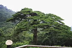 黄山国家地质公园风景风光桌面高清壁纸桌面壁纸1